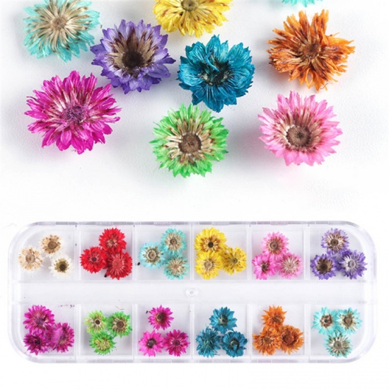 Bild von Getrocknete Blumen Nagel Aufkleber Dekoration Mix Farben 1 Box